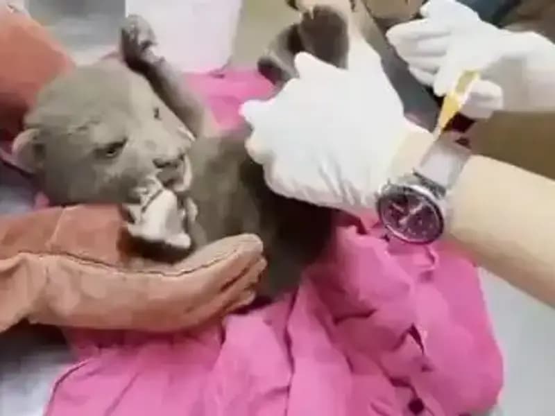 Karabük’te Büyüleyici Bir Keşif: Yavru Bozayı Ormanda Bulundu!