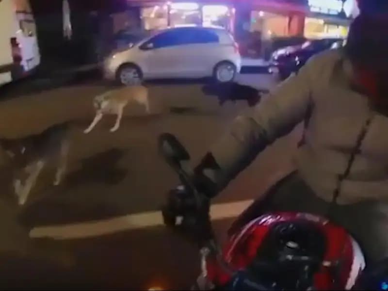 Motosikletliye saldıran başıboş köpekler korkuttu
