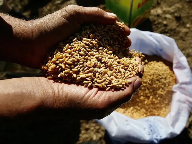 Ata Tohumları Artık Tarım Kredi Marketlerinde de Satışta!