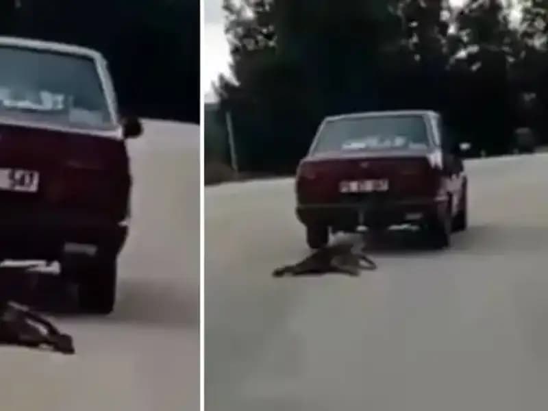 Otomobilin Arkasındaki Köpeği Sürükleyen Sürücü: Olayın Ardındaki Gerçekler