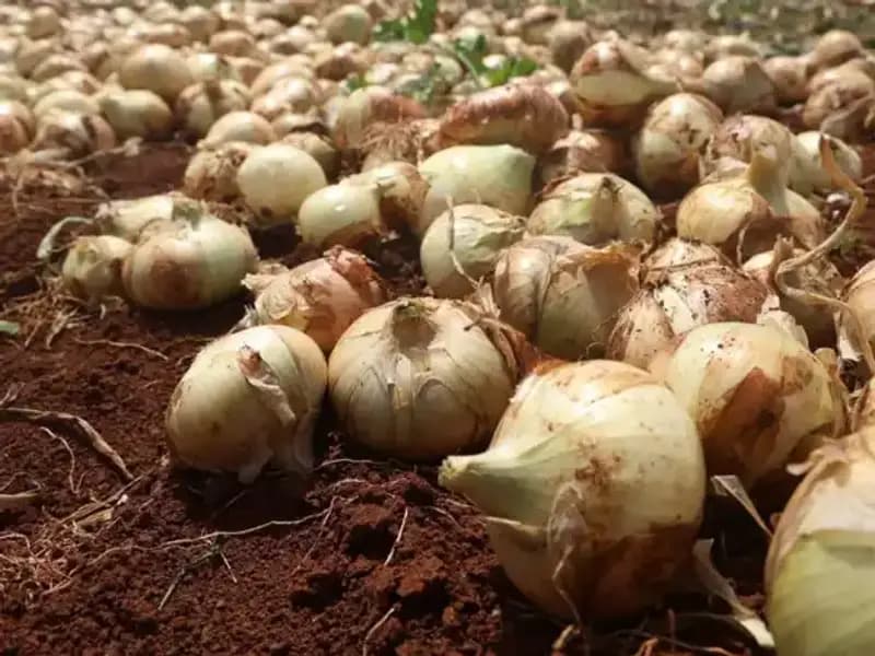 Hatay'da Soğan Hasadı Başladı: Çiftçilerin Yüzü Güldü!