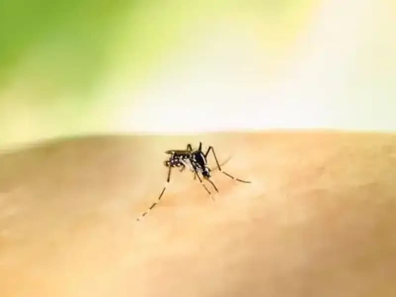 Kolombiya'da Sarıhumma Tehlikesi: Cumhurbaşkanı Petro Aşılamalar Hakkında Uyardı