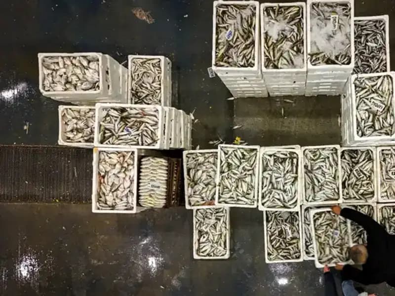 Av Yasağı Başlıyor: Denizlerin Geleceği Tehlikede