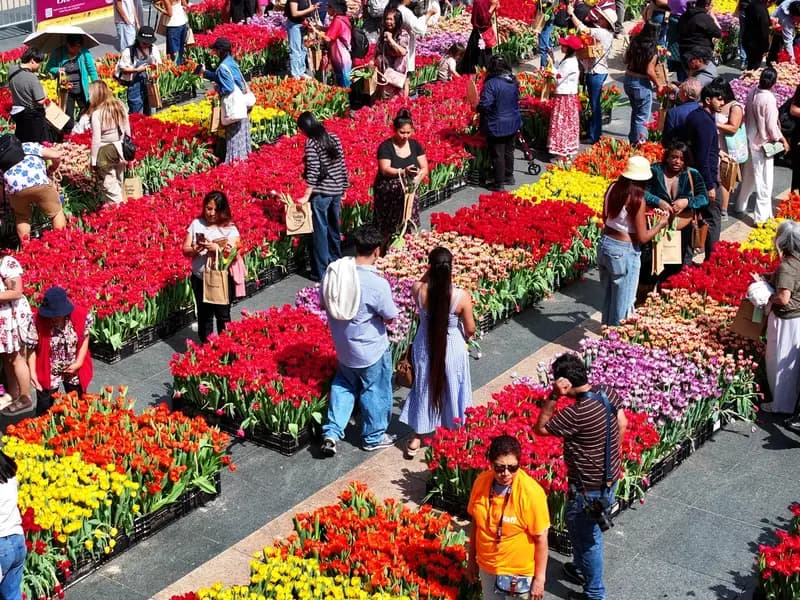 ABD'de Baharın Gelişi: San Francisco'da Lale Günü Kutlandı