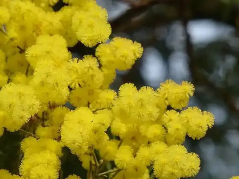 Mimoza Çiçeği: Anlamı, Hikayesi ve Sırlarıyla Keşfedin