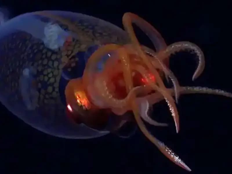 Denizin Derinliklerinden Gelen Şok Edici Görüntüler: Dev Kalamar İlk Kez Canlı Görüntülendi!