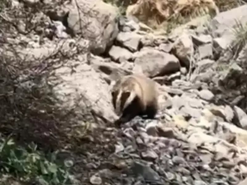 Nesli Tükenmekte Olan Hayvan, Batman'da Görüntülendi: Ayrıntılar Şaşırtıyor!