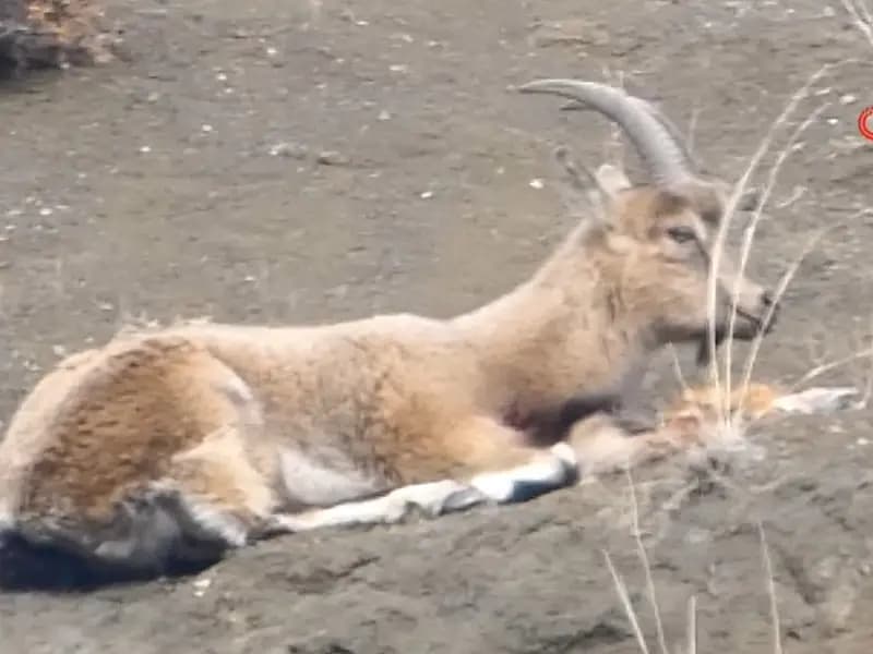 Erzurum'da Kaçak Avcılar Yaban Keçisini Vurdu: Tepkiler Büyüyor