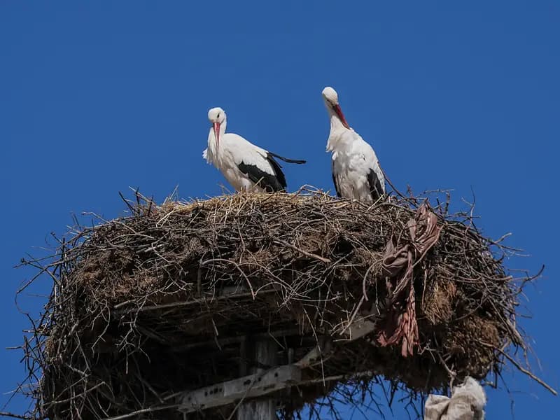 Yaren Leylek, Eşi Nazlı ile Bursa'da Yeniden Bir Araya Geldi