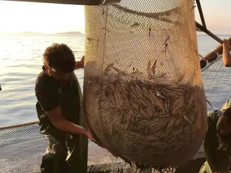 Balıkçıların Paydosunun Ardında Yatan Gerçekler: İhlal Cezaları Neyi Değiştiriyor?