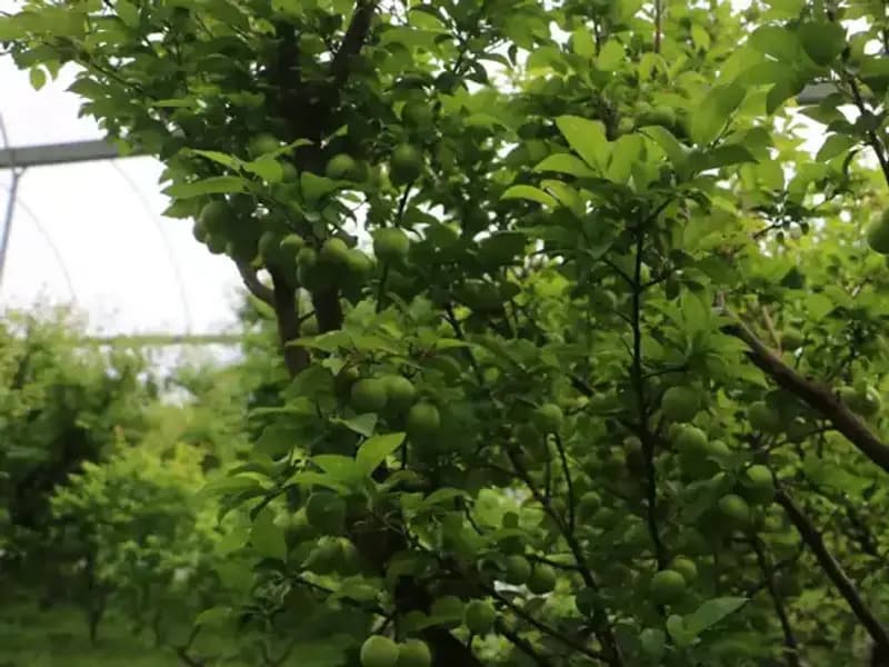 Hatay'ın Tarımsal Mucizesi: 4 Bin Metrekarede Üretilen Ürünler Dünyaya Açılıyor