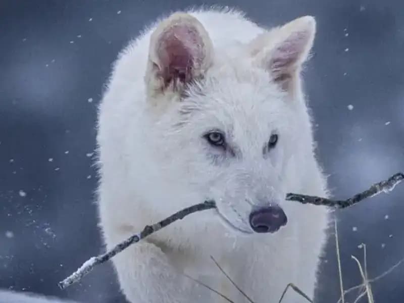 Ulukurtların 10 Bin Yıldan Sonra Hayata Dönüşü: Bilim Dünyası Şaşkın!