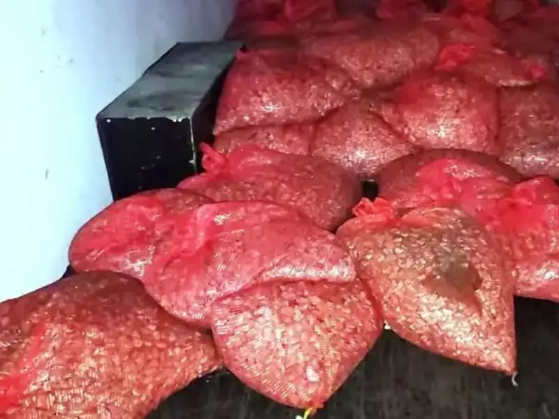 Samsun'da 1,5 Ton Kaçak Midye Operasyonu: Sağlık Riskine Dikkat!