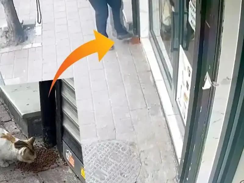 Kedilerin Mama Sevinci: Sıra Dışı Bir Olay Tanıklarını Şaşırttı!