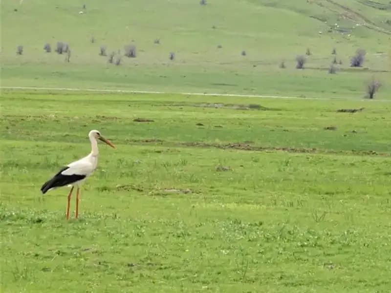 Leyleklerin Muş Ovası'na Dönüşü: Baharın Müjdecisi Geldi