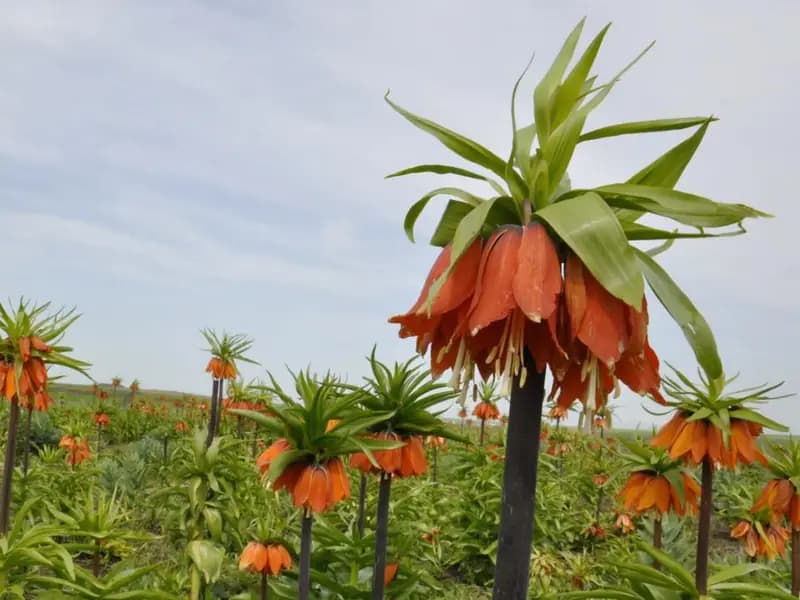 Yasak ve Kotalı Doğal Çiçek Soğanları Belirlendi