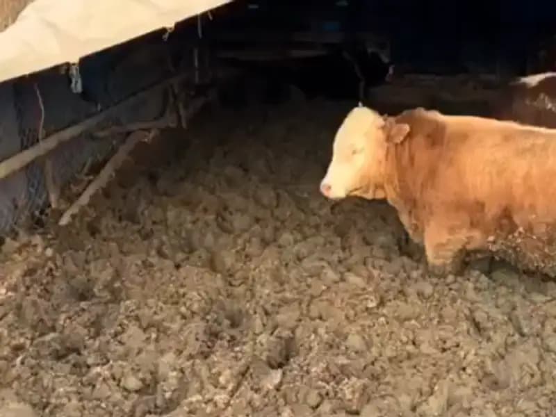 Çorum'da Hayvan Refahına Aykırı Uygulamalara Ceza Kesildi