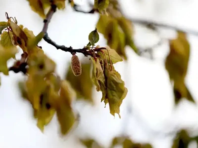 Zirai Don Felaketi İçin Meclis Araştırma Komisyonu Kuruldu: Neler Bekleniyor?