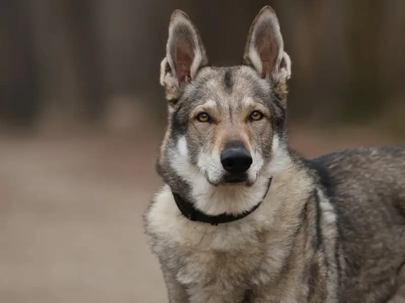 Türkiye'de Bulunan En Eski Köpek DNA'sı, 16 Bin Yıllık İlişkiyi Ortaya Koydu