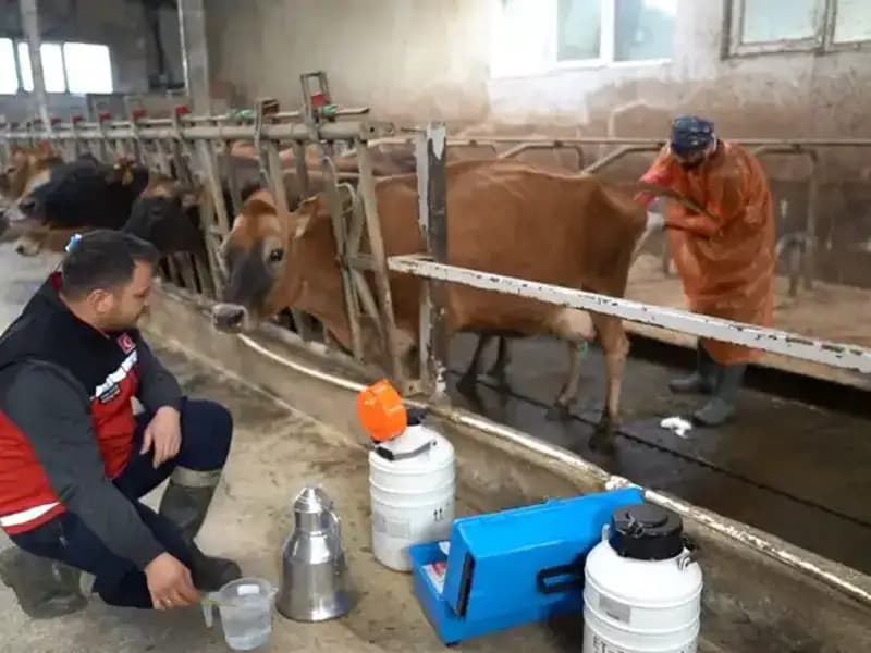Türkiye'de Hayvancılıkta Devrim: Jersey Sperması ile Yeni Dönem