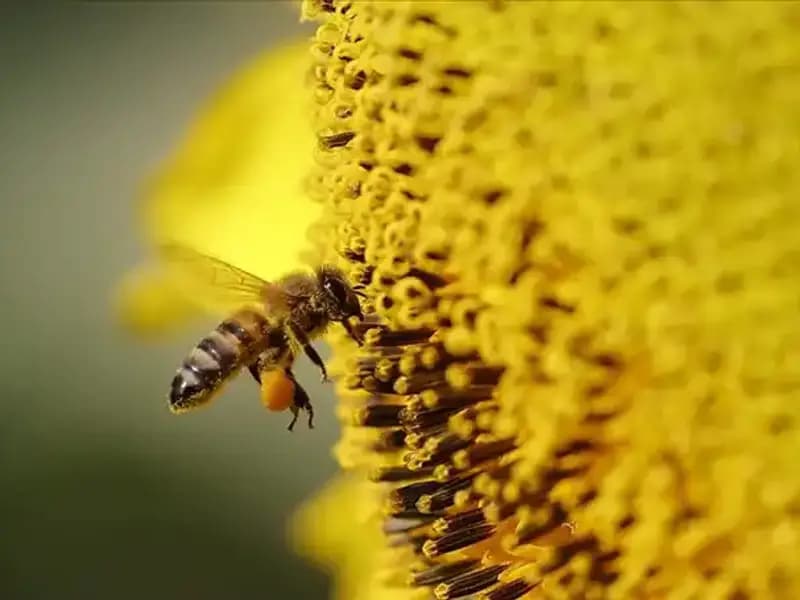 Arı Ölümlerinin Gizemi Çözüldü: Kır Çiçeklerinde Zehirli Birikim Tehlikesi!