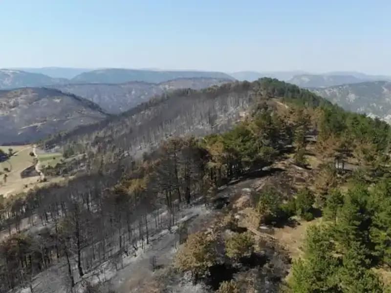Bolu'da 5 Milyondan Fazla Fidan Toprakla Buluşuyor: Yeşil Gelecek İçin Adım!