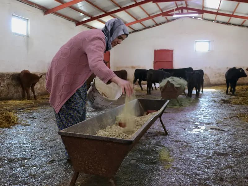 Van'da 5 Ayda Besi Hayvanı Sayısını İki Katına Çıkardı