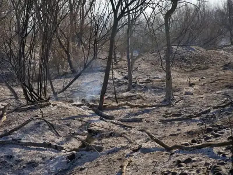 Osmaniye Kuş Cenneti'nde Yangın: Doğanın Kalbi Kül Oldu