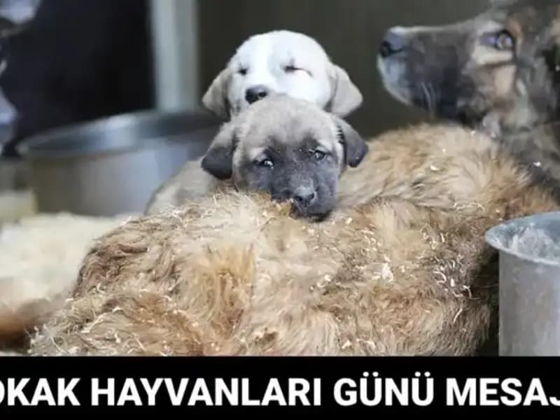 Dünya Sokak Hayvanları Günü Hakkında Bilmeniz Gereken Her Şey