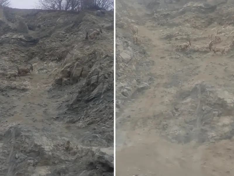 Diyarbakır'da Nesli Tükenme Tehlikesi Altında Dağ Keçileri Görüntülendi