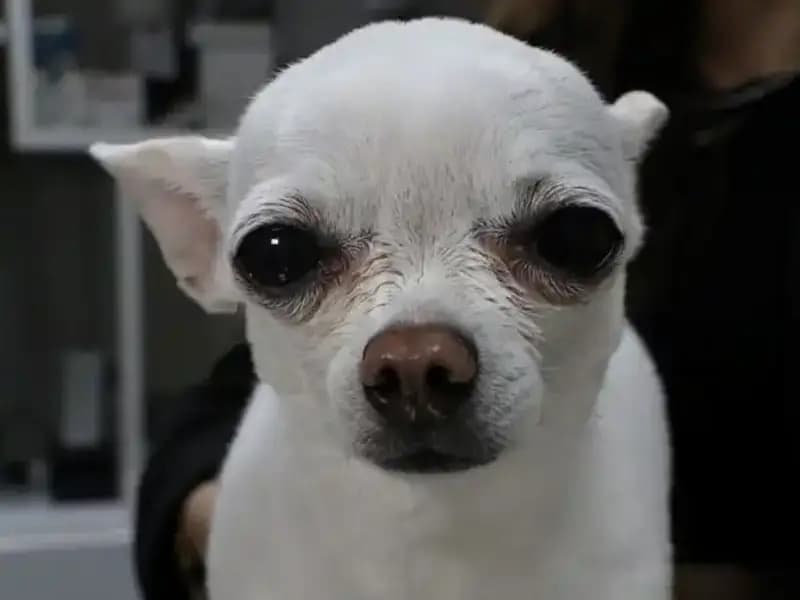 Gece Horlamasıyla Sahibini Uykusuz Bırakan "Mini": Bu Şirin Dost Kim?