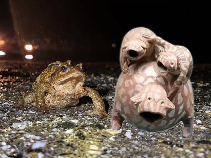 Domaniç'te Kurbağaların Binlerce Yıllık Göçü Devam Ediyor