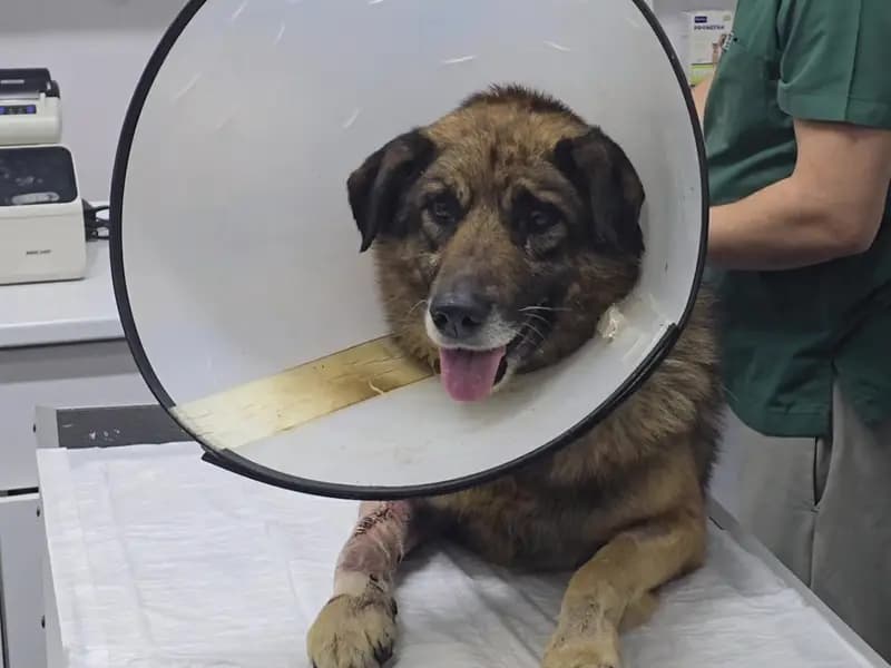 Zonguldak'ta Silahla Yaralanan Köpek "Kurşun" Hayata Döndü