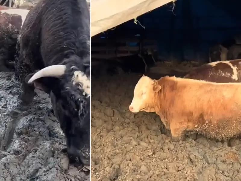 Kurban Bayramı Öncesi Hayvanlara Yapılan İnsanlık Dışı Muamele