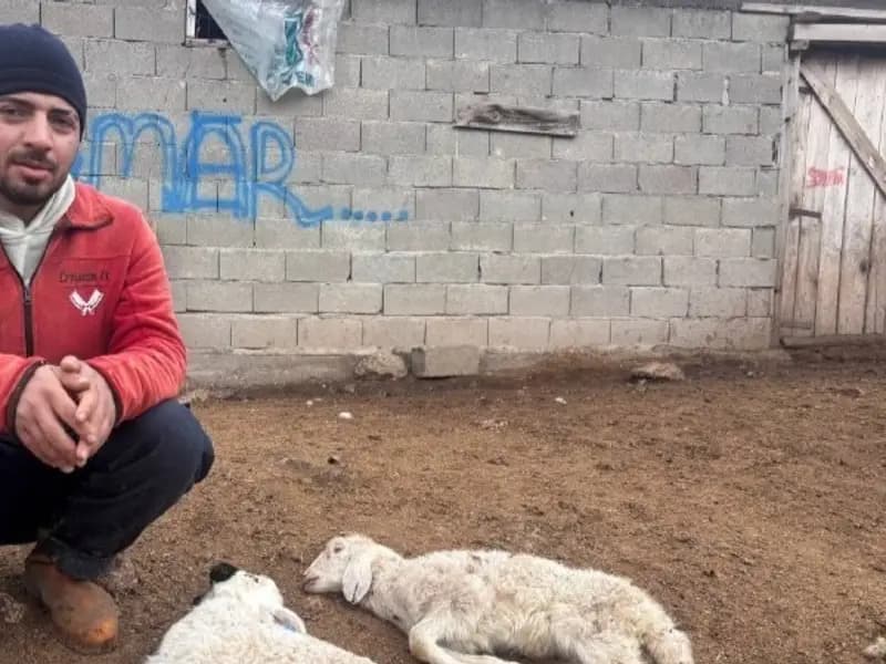 Erzincan'da Yeni Doğan Kuzuların Ani Ölümü Besicileri Endişelendiriyor