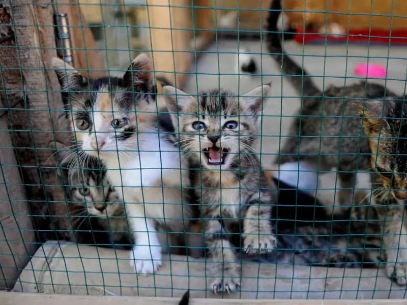 Sahipleri Hayvanlarını Kaybedenlerin Ceza Süresi 3 Yıl Olacak