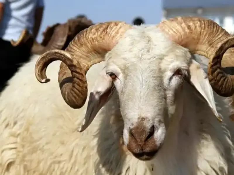 2025 Kurban Bayramı Takvimi: Bayramın Tarihleri ve Özellikleri