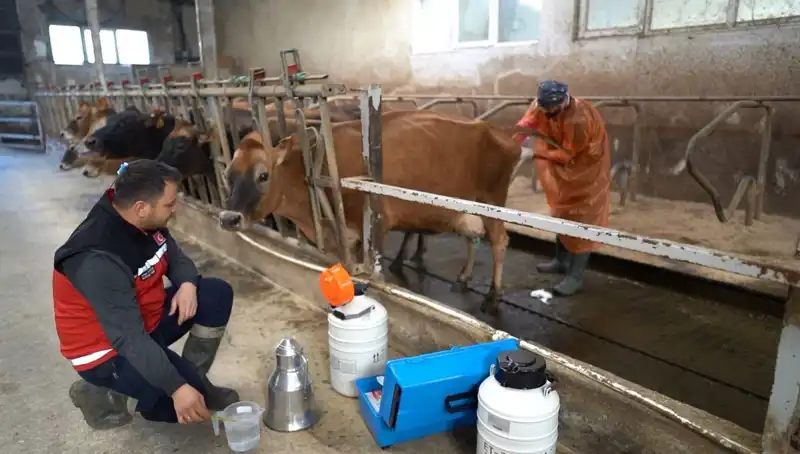 Türkiye'de Hayvancılıkta Devrim: Jersey Sperması ile Yeni Dönem