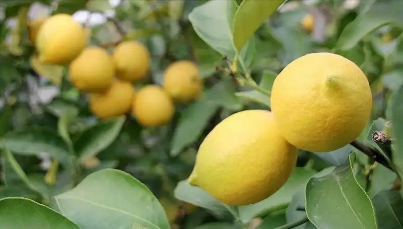 Limonun Fiyatı Kışın Kafaları Karıştırıyor: Adedi 24 Lira