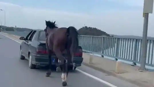 Adana'da Bir Atın Önüne Koşan İki Kişi Tutuklandı: Olayın Ardındaki Gerçekler Ne?