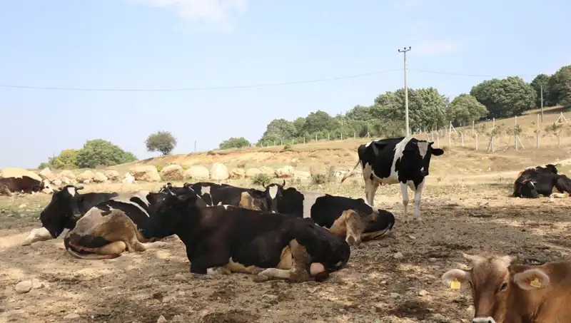 Şap Hastalığına Karşı Acil Önlem: 22 Köyde Giriş-Çıkış Kısıtlandı