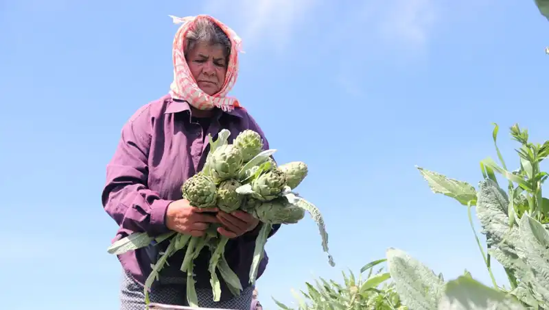 Tarladan Sofralara: 50 TL'lik Tezgahta Değişen Tarım Dinamikleri
