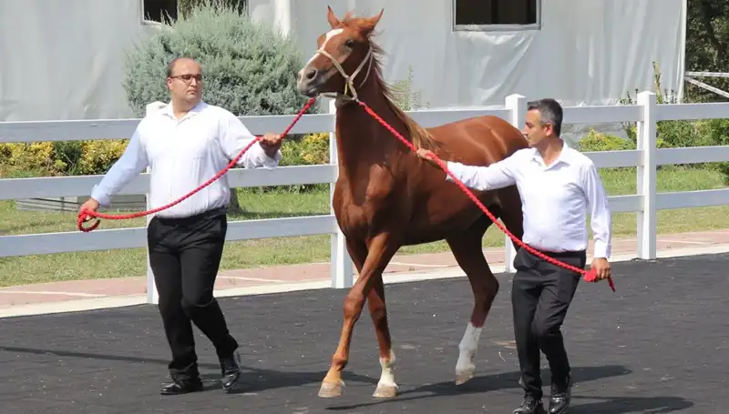 Taşkın Kral: Doğanın Gücüne Direnen Rekor Oyun